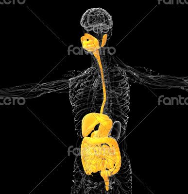 human digestive system 