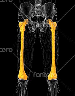 3d render medical illustration of the femur bone