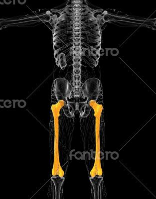 3d render medical illustration of the femur bone 3d render medical illustration of the femur bone