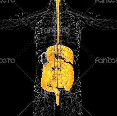 human digestive system 