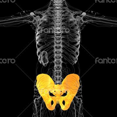 3d render medical illustration of the pelvis bone
