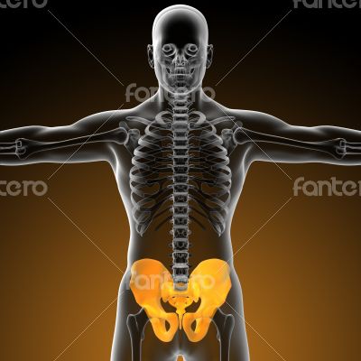 3d render medical illustration of the pelvis bone