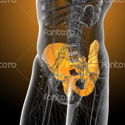 3d render medical illustration of the pelvis bone