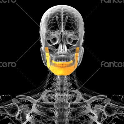 3d render medical illustration of the jaw bone