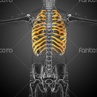 3d render medical illustration of the ribcage