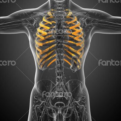 3d render medical illustration of the ribcage