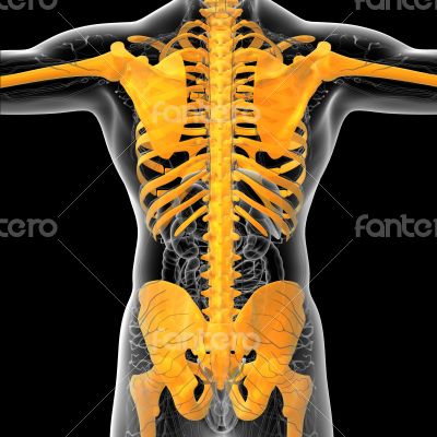 3D medical illustration of the human skeleton