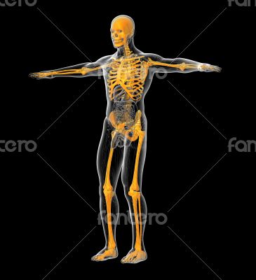 3D medical illustration of the human skeleton