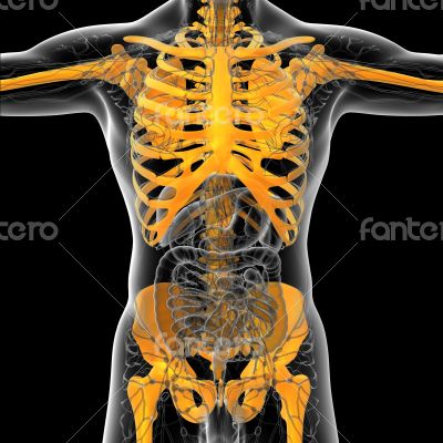 3D medical illustration of the human skeleton