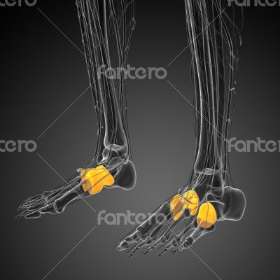 3d render medical illustration of the midfoot bone