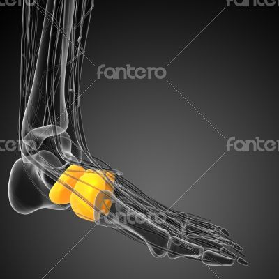 3d render medical illustration of the midfoot bone