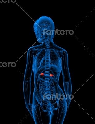 3d render medical illustration of the adrenal