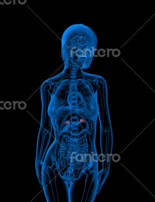 3d render medical illustration of the adrenal
