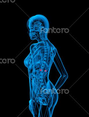3d render medical illustration of the adrenal