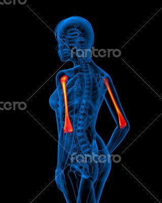 3d render medical illustration of the ulna