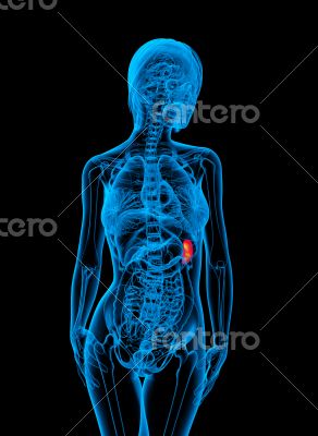 3d render medical illustration of the spleen 