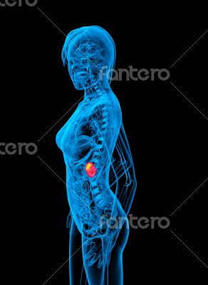 3d render medical illustration of the spleen 