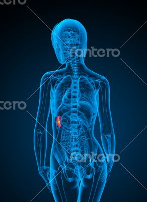 3d render medical illustration of the spleen 
