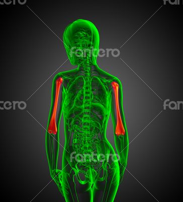 humerus bone 