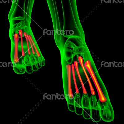 metatarsal bones 