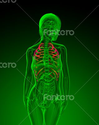 3d render medical illustration of the ribcage
