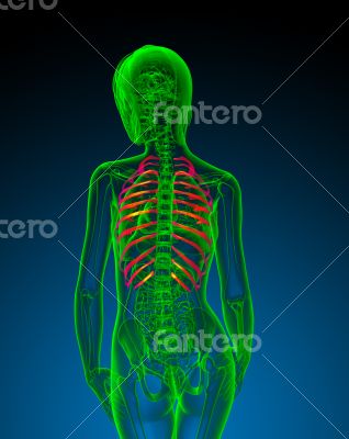 3d render medical illustration of the ribcage