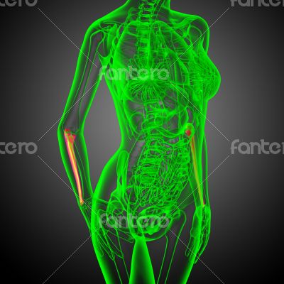 3d render medical illustration of the ulna bone 