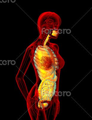 digestive system and respiratory system