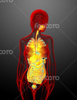 digestive system and respiratory system
