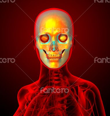 3d render medical illustration of the human sull 