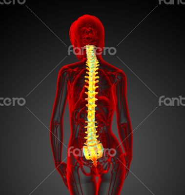 3d render medical illustration of the human spine