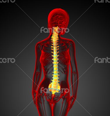 3d render medical illustration of the human spine