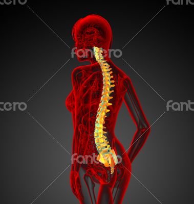 3d render medical illustration of the human spine