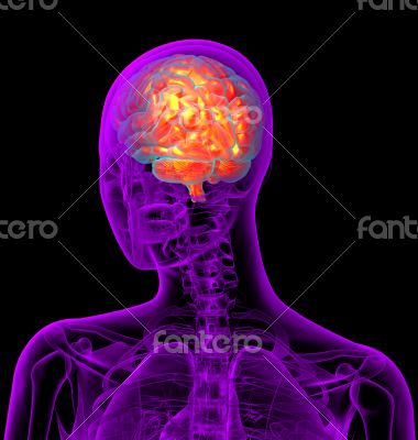 3d render medical illustration of the brain 