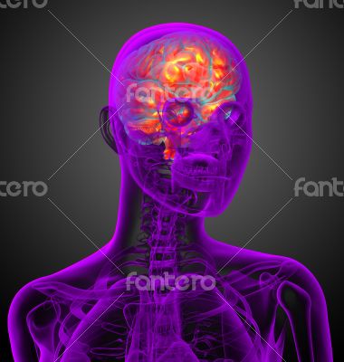 3d render medical illustration of the brain 