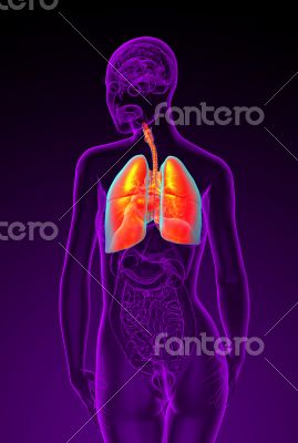  respiratory system 