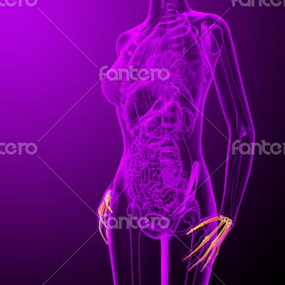 3d render medical illustration of the palm bone 