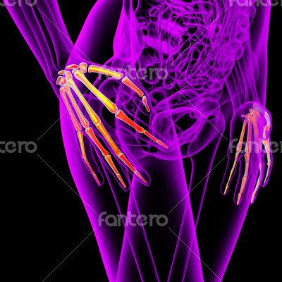 3d render medical illustration of the hand bone 