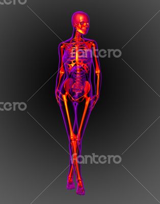 3d render medical illustration of the skeleton 