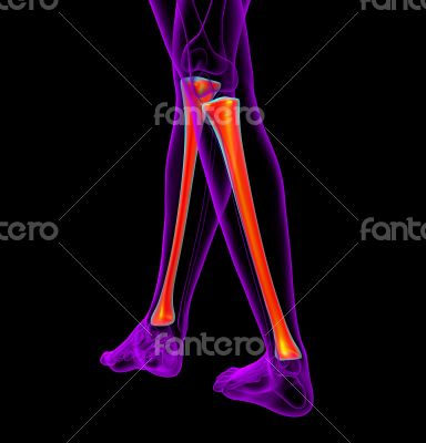 3d render medical illustration of the tibia bone