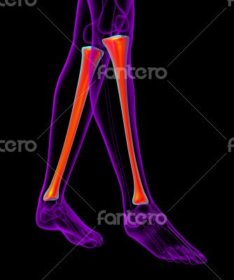3d render medical illustration of the tibia bone