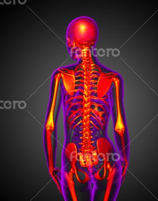 3d render medical illustration of the skeleton 