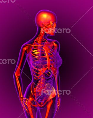 3d render medical illustration of the skeleton 
