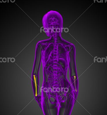 3d render medical illustration of the radius bone 
