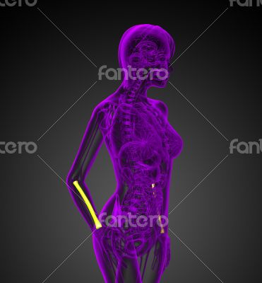 3d render medical illustration of the radius bone 