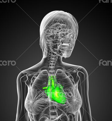 3d render medical illustration of the human heart 