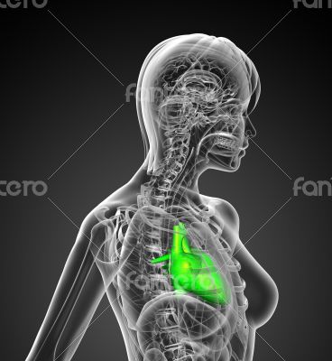 3d render medical illustration of the human heart 