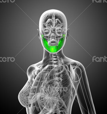 3d render medical illustration of the jaw bone