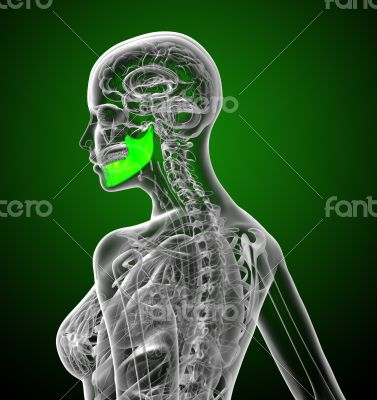 3d render medical illustration of the jaw bone 3d render medical illustration of the jaw bone