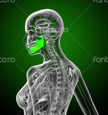 3d render medical illustration of the jaw bone